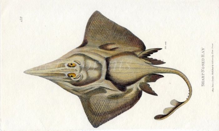 THE SHARP-NOSED RAY print