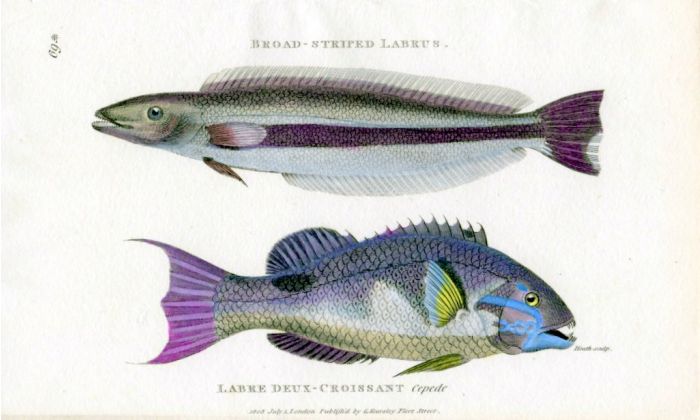 THE BROAD-STRIPED LABRUS & LABRE DEUX-CROISSANT print