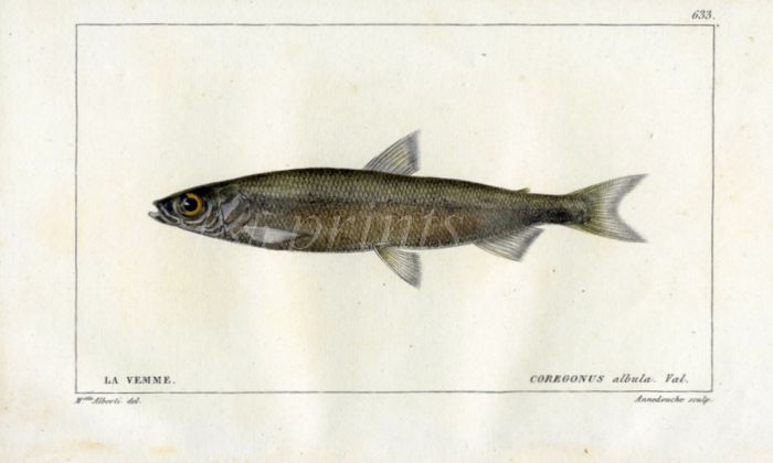 THE VENDACE WHITEFISH print