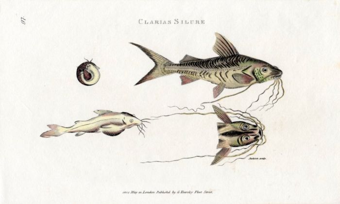 CLARIAS SILURE CATFISH print