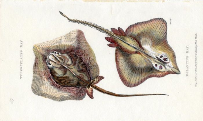 THE TUBERCULATED RAY & EGLANTINE RAY print
