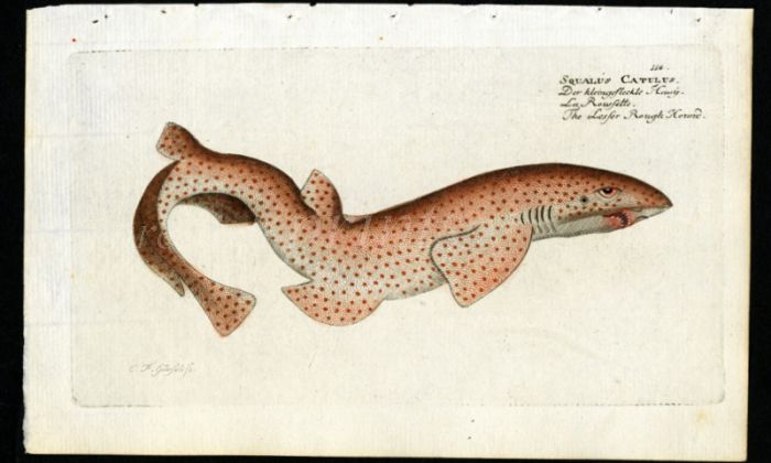 THE LESSER ROUGH HOUND print (Spotted dogfish, shark - Squalus Catulus)