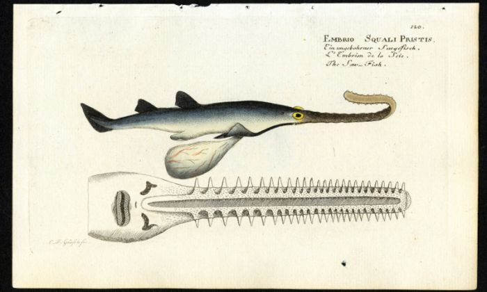 THE SAWFISH print (Embrio Squali Pristis)