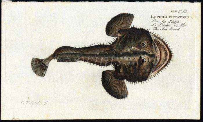 THE SEA DEVIL print (Lophius Piscatorius) 