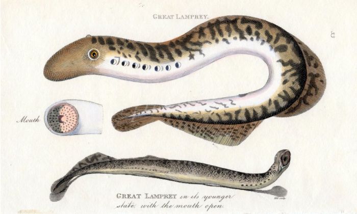 THE GREAT LAMPREY print