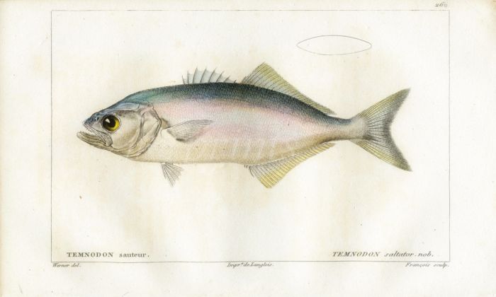 CUVIER - THE BLUEFISH print