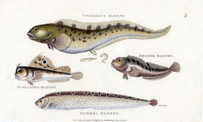 THE VIVIPAROUS, SMOOTH, OCELLATED & GUNNEL BLENNY print