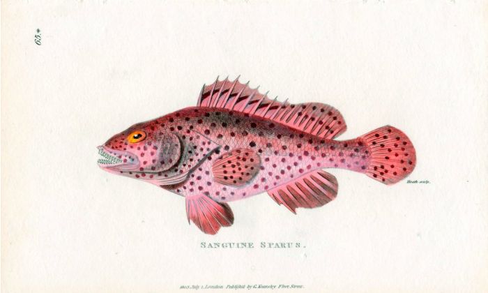 THE SANGUINE SPARUS print
