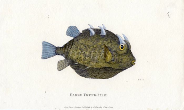 THE EARED TRUNKFISH print