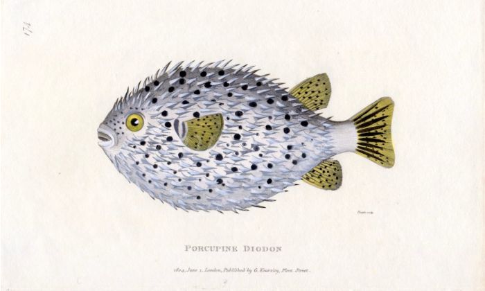 THE PORCUPINE DIODON print