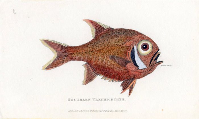 THE SOUTHERN ROUGHY SLIMEHEAD or SOUTHERN TRACHICHTHYS print
