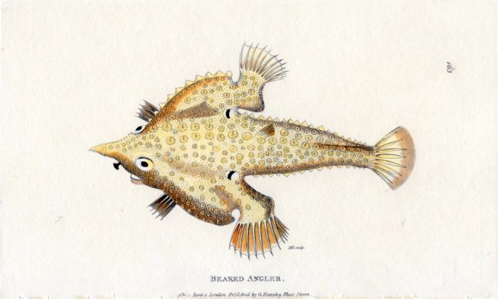 THE BEAKED ANGLER FISH print