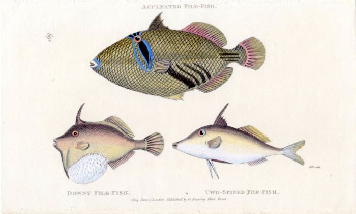 ACULATED, DOWNY & TWO-SPINED FILEFISH print