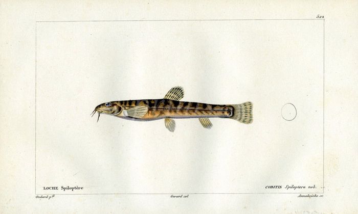 CUVIER - THE LEBIASINA LOACH print