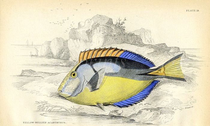 JARDINE/LIZARS - THE YELLOW-BELLIED ACANTHURUS fish print