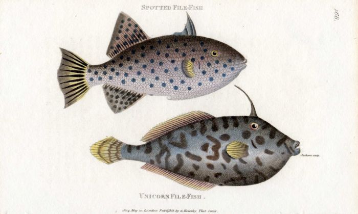 THE BLUE SPOTTED FILEFISH & THE UNICORN FILEFISH print