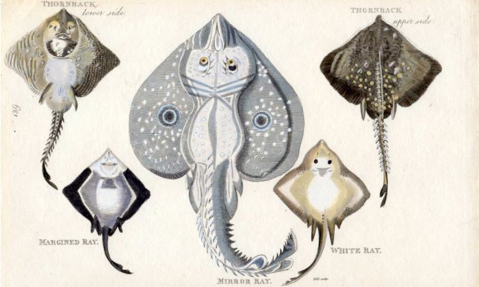 THE THORNBACK, MARGINED, WHITE & MIRROR RAY print
