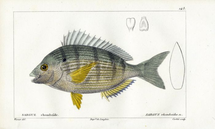CUVIER - THE BLACK SPOT BREAM fish print