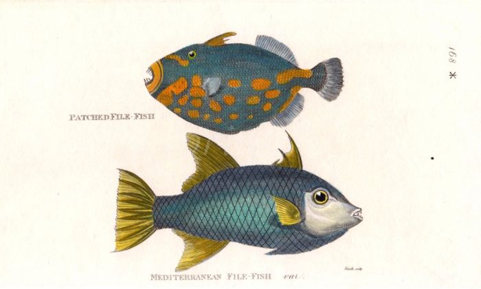 THE PATCHED FILEFISH  & THE MEDITERRANEAN FILFISH print
