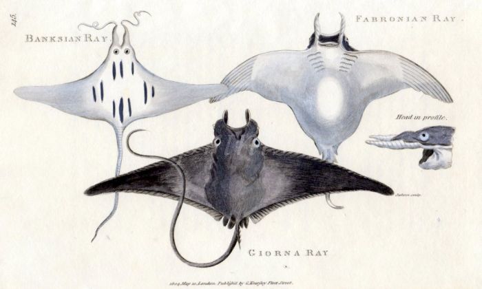 THE BANKSIAN, FABRONIAN & GIORNA RAY print