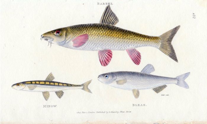 THE BARBEL, MINNOW & BLEAK print