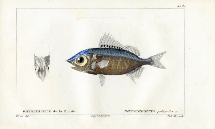 CUVIER - THE SQUIRRELFISH print