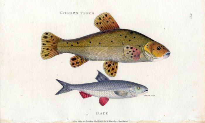 THE TENCH & DACE print