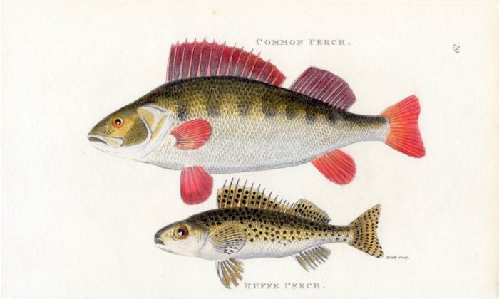 THE PERCH & RUFFE print