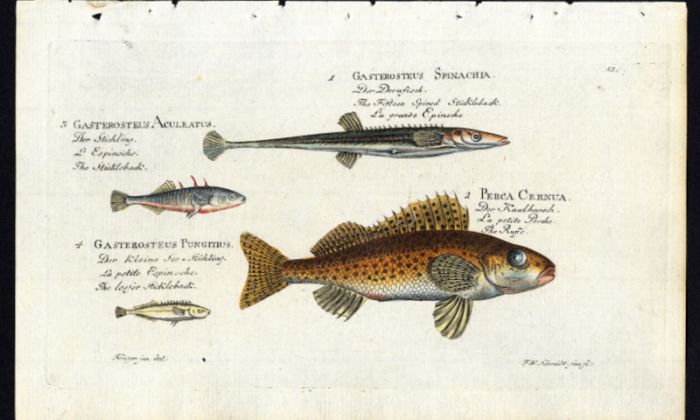 STICKLEBACK AND RUFFE print (Gasterosteus & Perca)