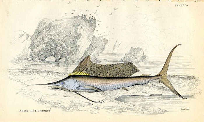 JARDINE/LIZARS - THE INDIAN HISTIOPHORUS  fish print