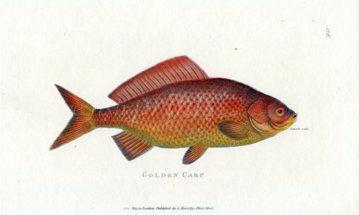 THE GOLDEN CARP print