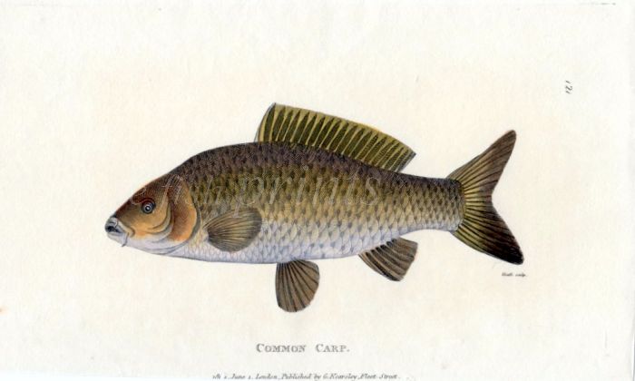 THE COMMON CARP print