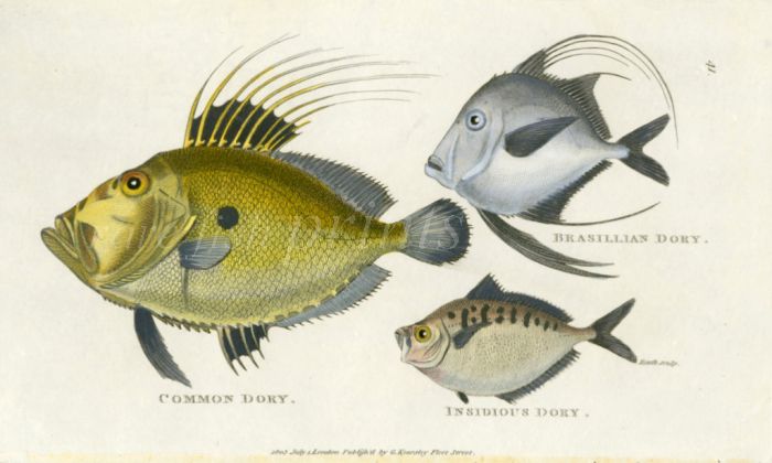 THE COMMON DORY, BRASILLIAN DORY, INSDIOUS DORY print