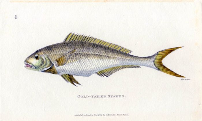 THE GOLD-TAILED SPARUS print