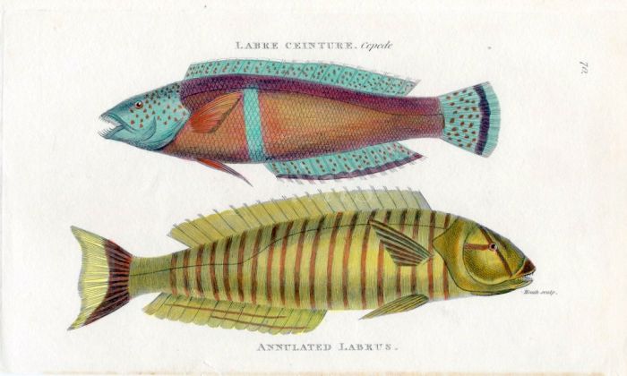 THE LABRE CEINTURE & ANNULATED LABRUS print