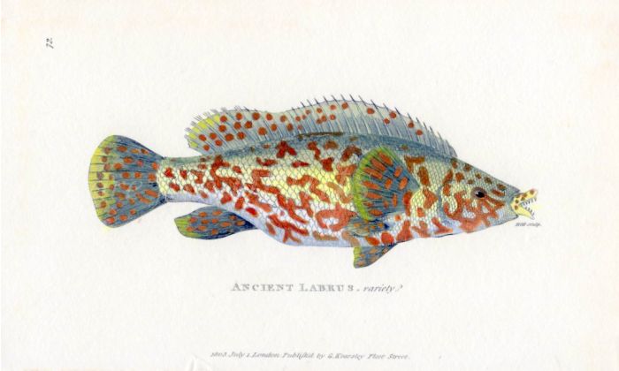 THE ANCIENT LABRUS WRASSE print