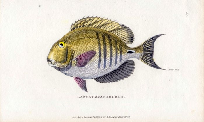 THE LANCET ACANTHURUS print