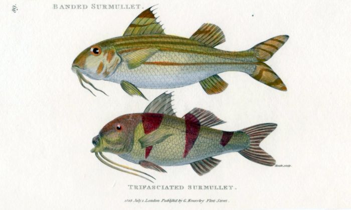 THE BANDED SURMULLET & THE TRIFASCIATED SURMULLET print