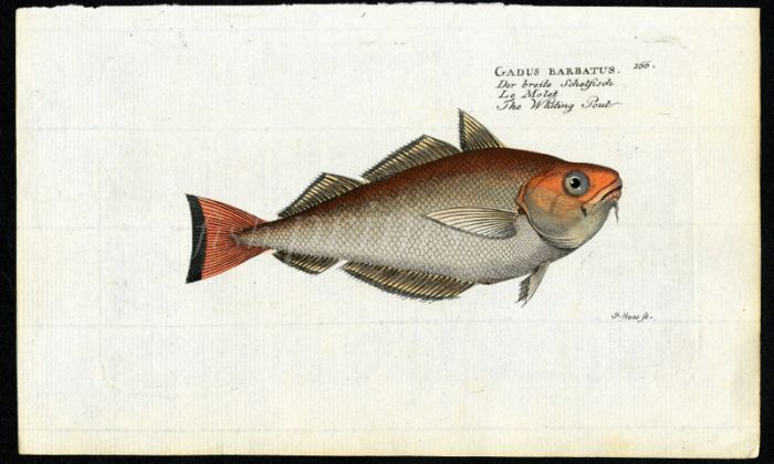 THE WHITING POUT print (GADUS BARBATUS)