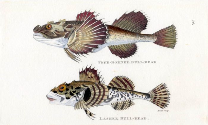 THE FOUR-HORNED & LASHER BULLHEAD print