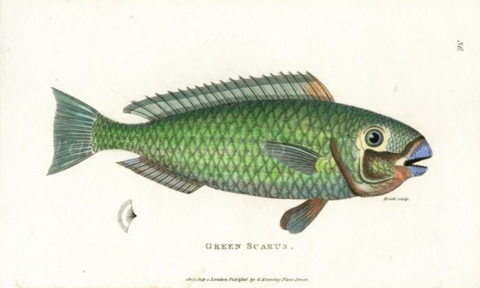 THE GREEN SCARUS PARROTFISH print