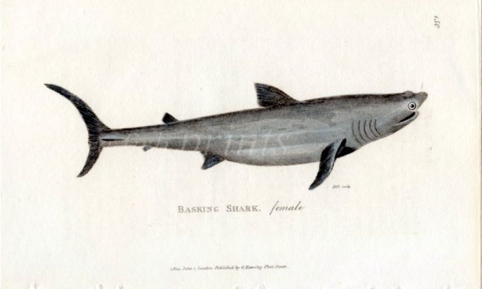 THE BASKING SHARK female print