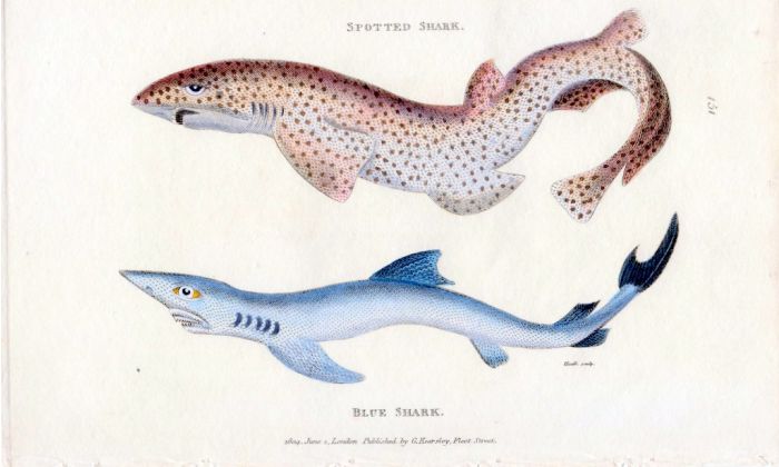 THE SPOTTED SHARK & THE BLUE SHARK print