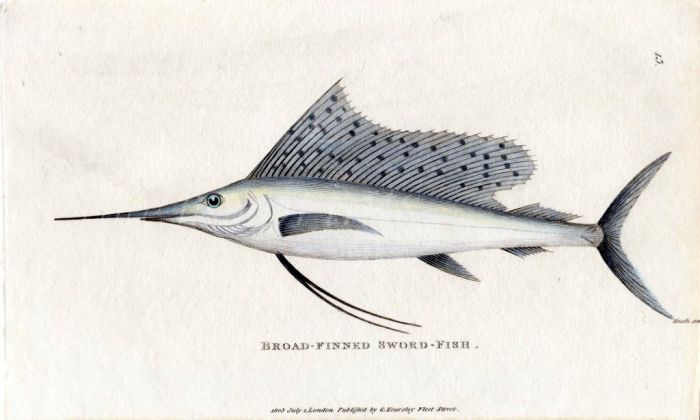 THE BROAD-FINNED SWORDFISH print