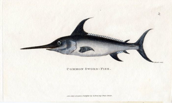 THE COMMON SWORDFISH print