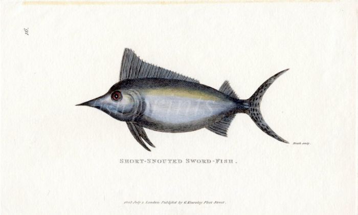 THE SHORT-SNOUTED SWORDFISH print