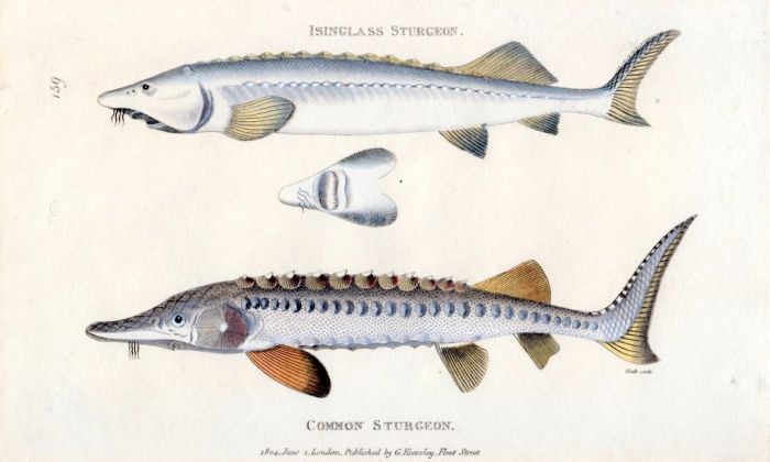 THE INGLASS STURGEON & COMMON STURGEON print