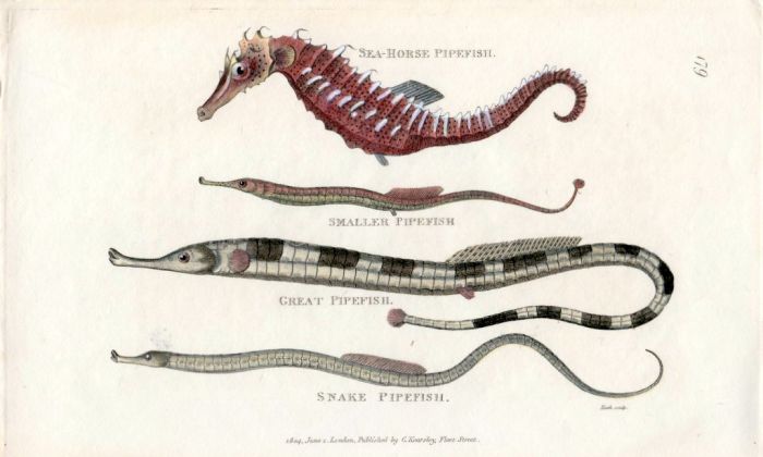 THE SEA HORSE, SMALLER, GREATER & SNAKE PIPEFISH print