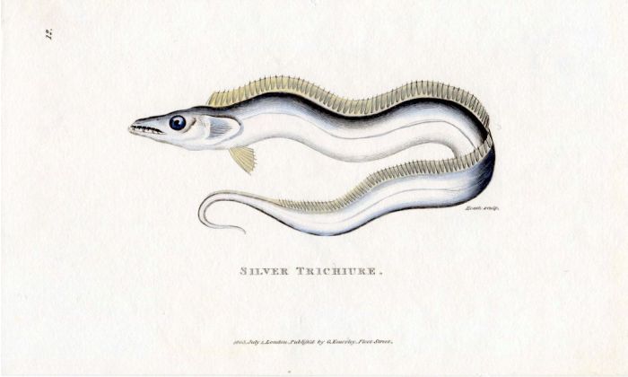 THE LARGEHEAD HAIRTAIL or SILVER TRICHIURE print