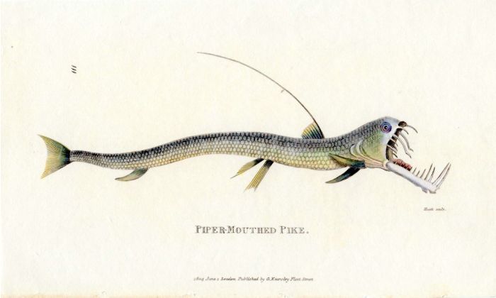 THE PIPER MOUTHED PIKE print